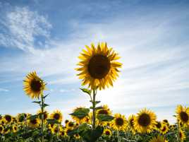 Les tournesols