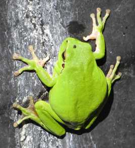 grnouille verte