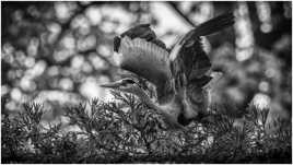 L'envol du Héron Cendré