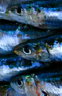 la sardine prête a être grillée