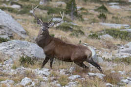 Le roi à la montagne