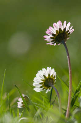 Famille florale...