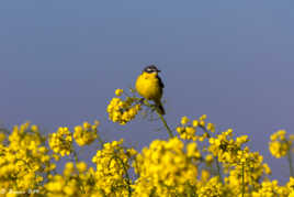 Bergeronnette printanniere