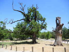 Les trois chênes trois ans après