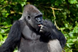 Asato, un copain Tourangeaux