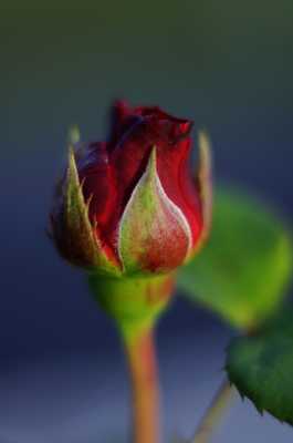 Rose avant l'éclosion