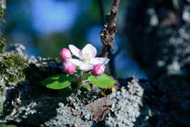 petite fleur