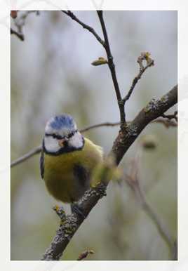 mésange Bleue