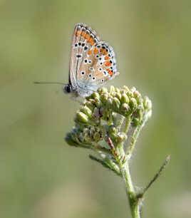 Collier de corail (4)