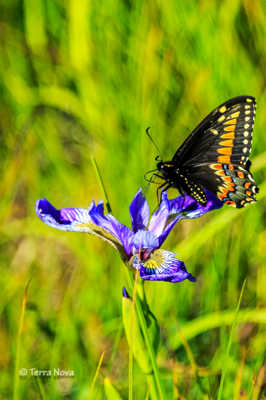 l'Iris et le papillon