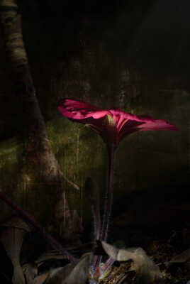 Seule à la nuit tombée !!