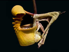 Coryanthes macrantha