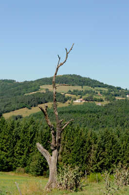 l'arbre mort