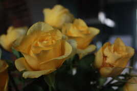 Rose jaune