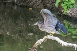 Heron Bihoreau Juvenile