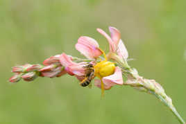 Le chasseur a encore frappé.