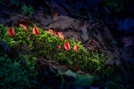 Champignons et mousse