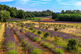 Champs de lavande