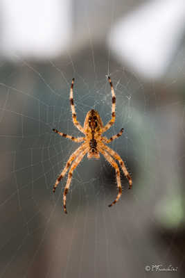 L'araignée du Jour