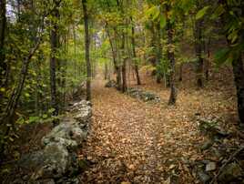 La forêt du Prunet 2