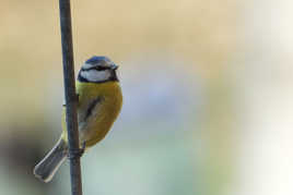 Vue ...dit la mésange !