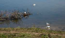 Avocettes