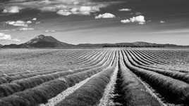Lavandes B&W