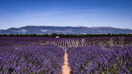 La fête de la Lavande