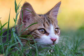 a l'affût...........