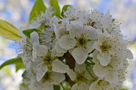 Fleurs du prunier