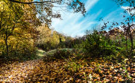 Au détour du sentier