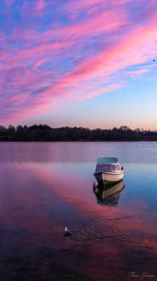 La mouette et le bateau