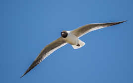 Mouette Rieuse