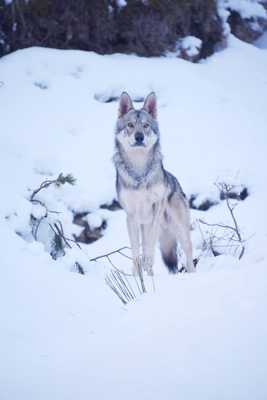 Jaïro Chien Loup Du Saarloos