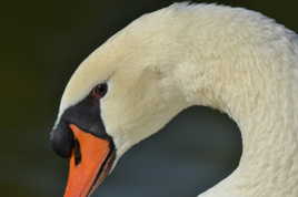 Cygne 2