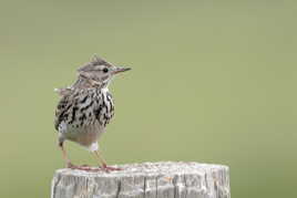 Pipit farlouse - Anthus pratensis