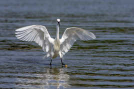La danse de la garzette