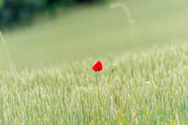 Coquelicot