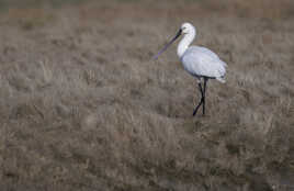 L' élegante spatule