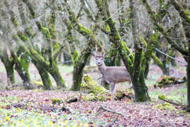 Animaux de nos vergers