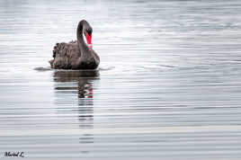 Black swan