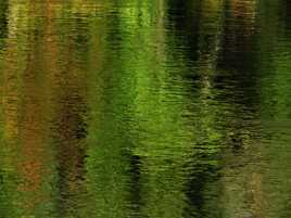 Un reflet d'arbres calme
