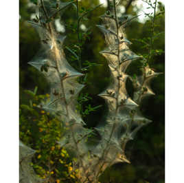 premiers rayons de soleil