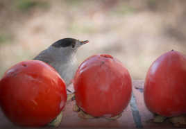 La Fauvette aime le Kaki !