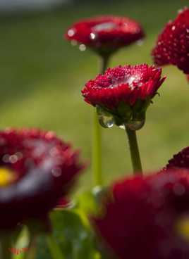 fleurs paquerettes