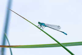 Bleue !