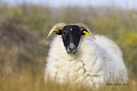 Scottish blackface