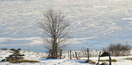 L'arbre du lac gelé