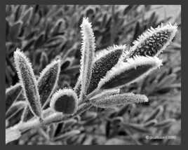 Givre en Provence