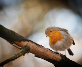 Petite boule de plumes